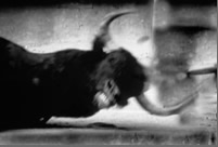 Bull Series