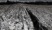 Landscapes Series